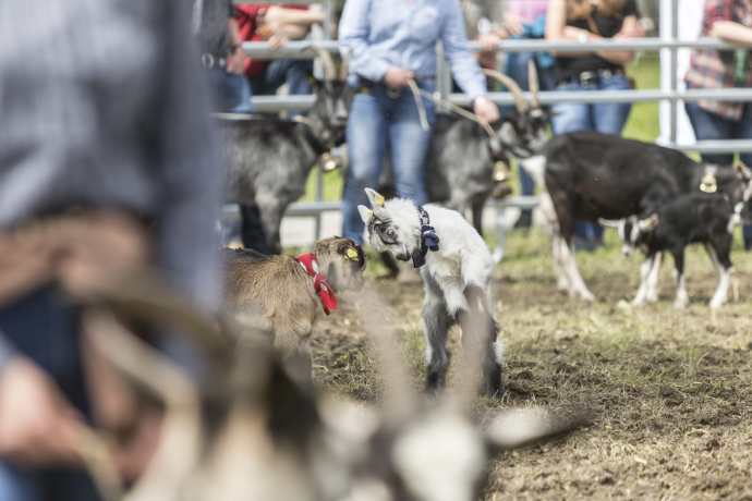 Agrischa 2023 Kleines Geisslein macht Sprünge (© Thomas Hablützel) Agrischa 2023 Kleines Geisslein macht Sprünge