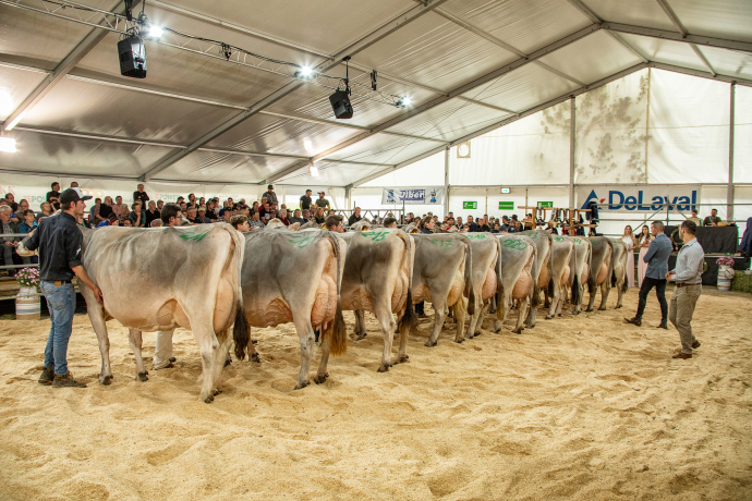 Milchviehausstellung agrischa 2023 (© Braunvieh Schweiz) Milchviehausstellung agrischa 2023 (© Braunvieh Schweiz)