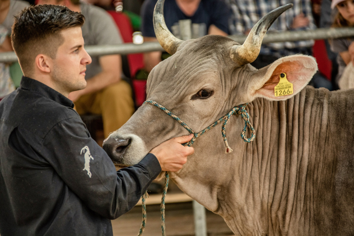 Milchviehausstellung Agrischa 2023 Ilanz (© Braunvieh Schweiz) Milchviehausstellung Agrischa 2023 Ilanz (© Braunvieh Schweiz)