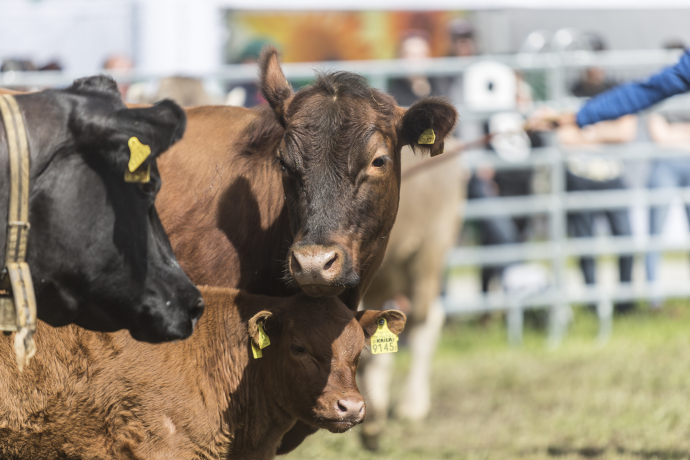 Agrischa 2023 Rassenschau Mutterkühe 