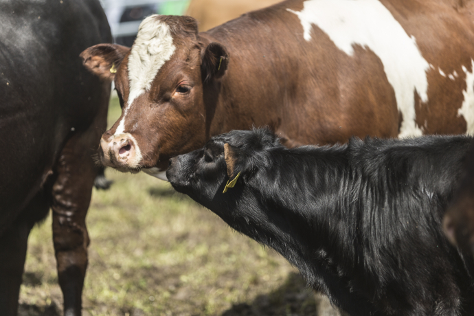 Agrischa 2023 Rassenschau Mutterkühe 
