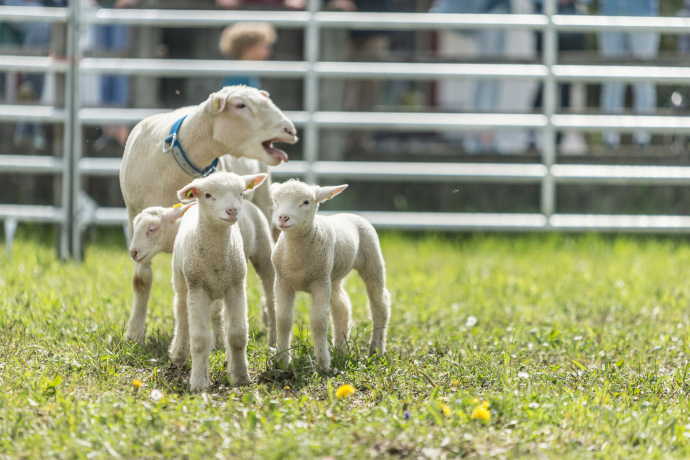 Schafe Rassenpräsentation Attraktionenring 