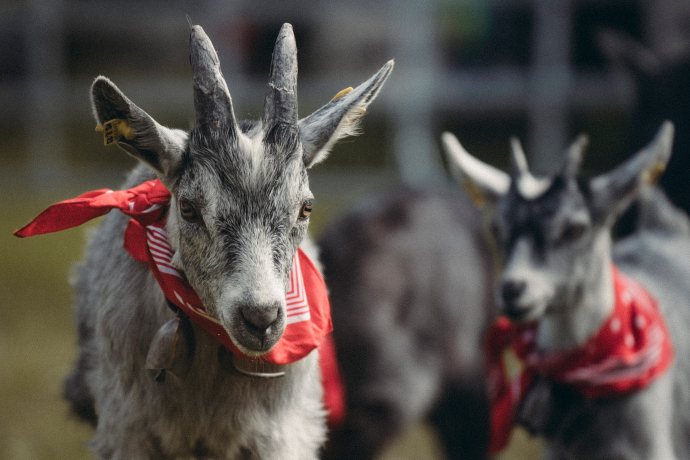 Ziegenpräsentation agrischa 2023