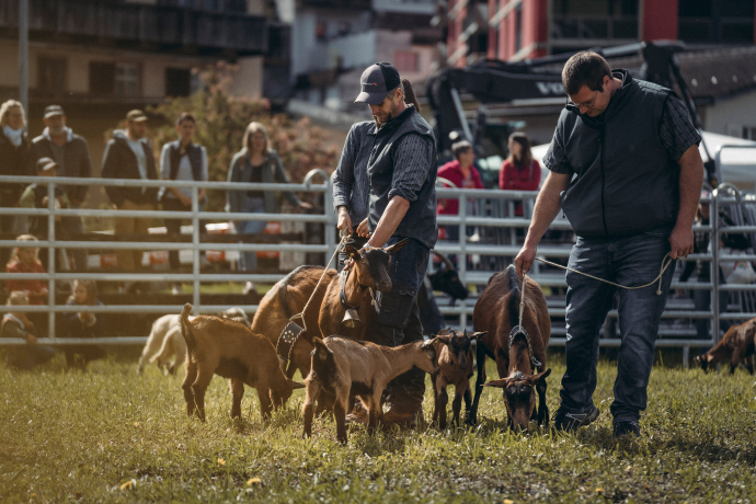 Regionale Ziegenaustellung agrischa 2023