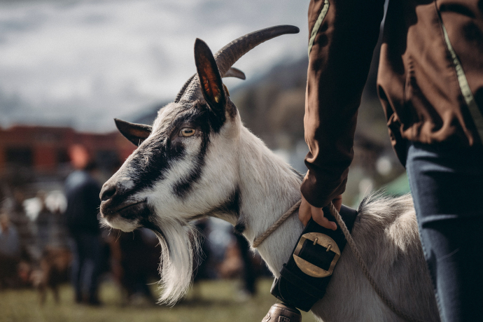 Rassenpräsentation Ziegen agrischa 2023