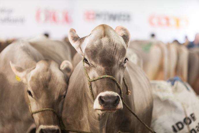 Partner tierisch gut präsentiert. (© Thomas Hablützel) Partner tierisch gut präsentiert.