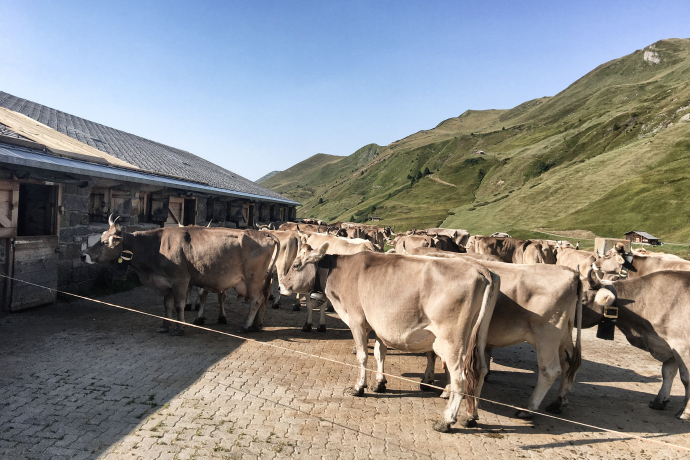 Alp Ascharina St. Antönien