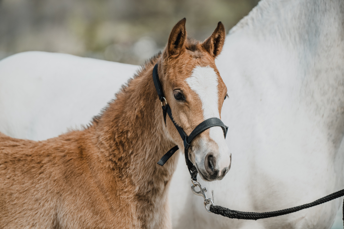agrischa 2024 Impresionen der Pferdepräsentationen (© Michelle Wittwer) agrischa 2024 Impresionen der Pferdepräsentationen