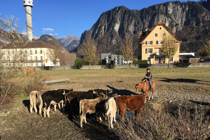 Arbeiten mit Pferden an Kühen (Ranch Working) © Urs Heer Arbeiten mit Pferden an Kühen (Ranch Working)