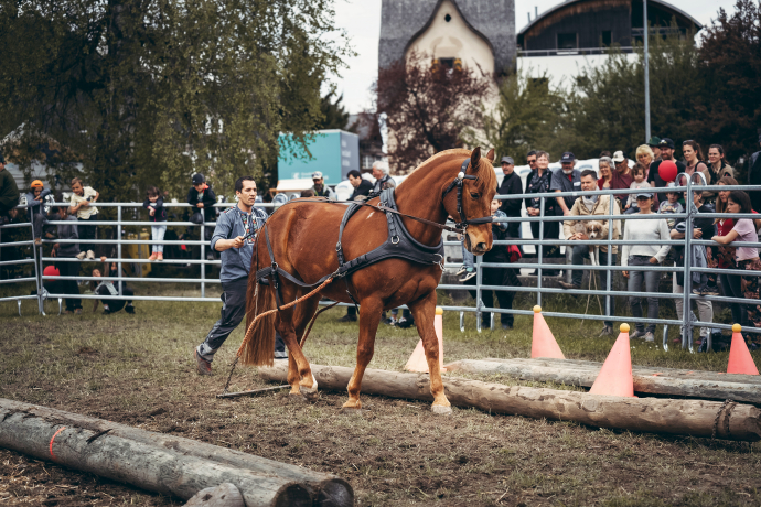 Vorführung Holzrücken