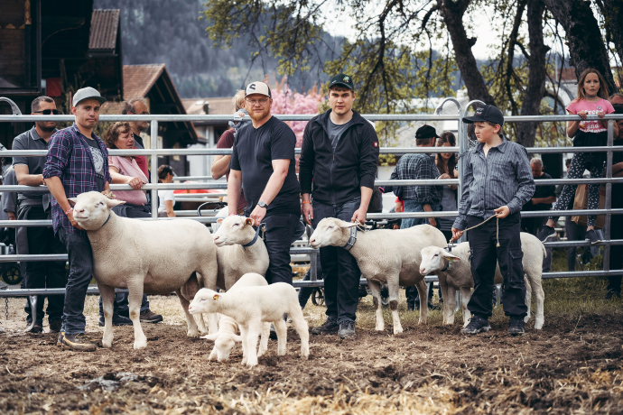 Präsentation Weisses Alpenschaf