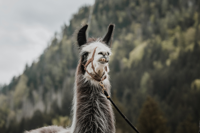 agrischa 2024 Alpaufzug 