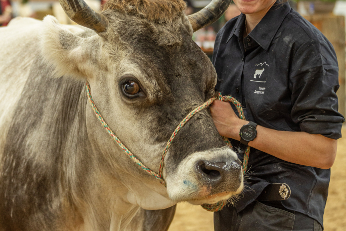 Jungzüchterin führt Grauviehkuh vor (© Hugo Studhalter) Jungzüchterin führt Grauviehkuh vor