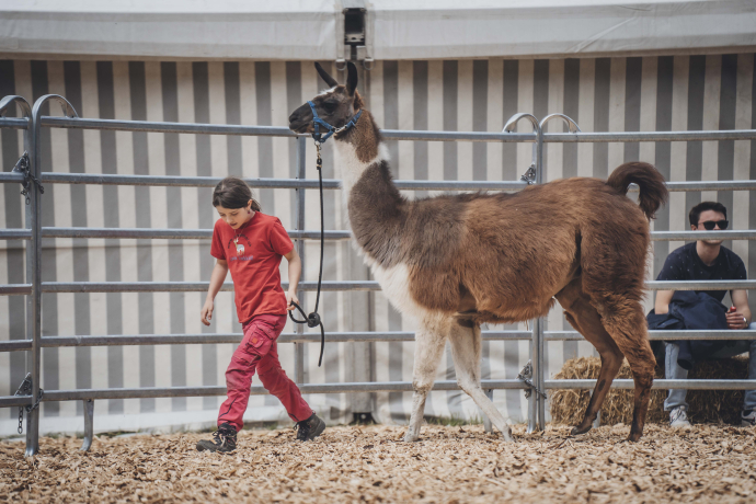 Neuweltkameliden agrischa 2024 (© Tina Gerber)