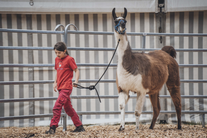 Neuweltkameliden agrischa 2024 (© Tina Gerber)