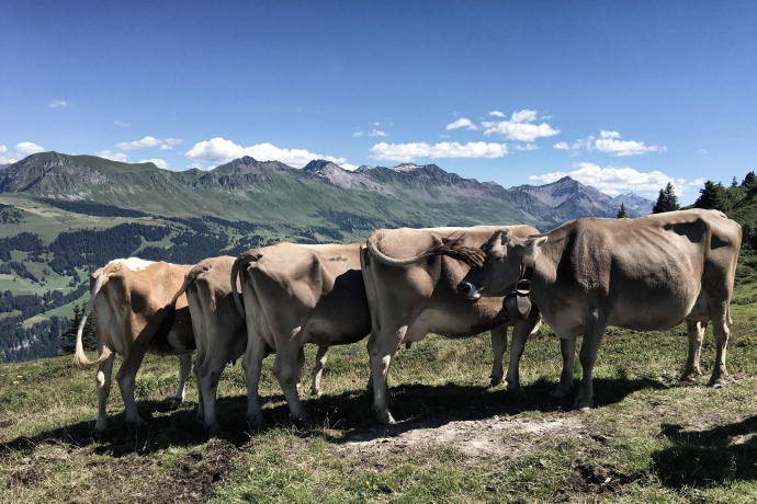 Alpkühe auf Brambrüesch (© Prezis GmbH) Alpkühe auf Brambrüesch