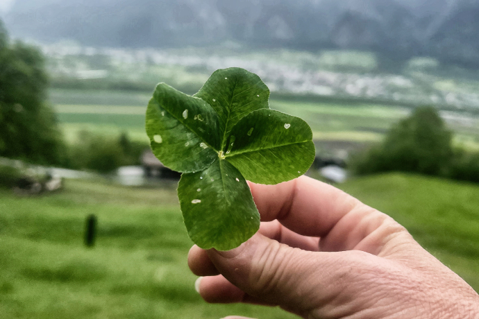 Kleeblatt mit 4 Blättern (© Prezis GmbH) Kleeblatt mit 4 Blättern