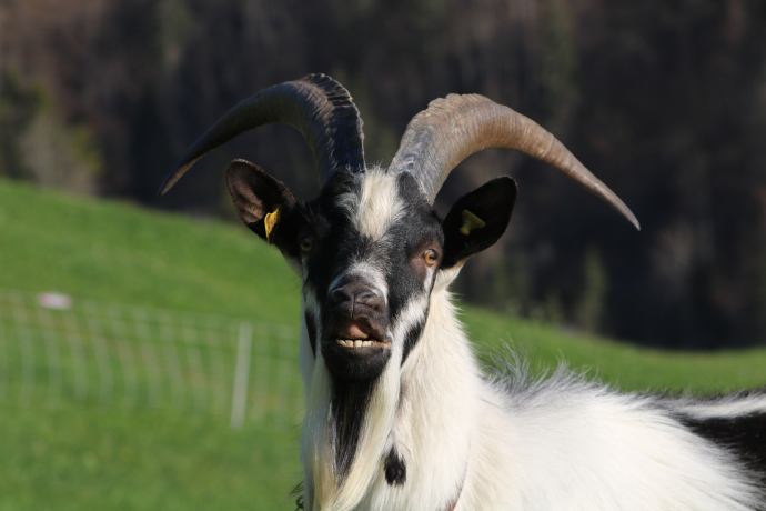 Ziegenbock 