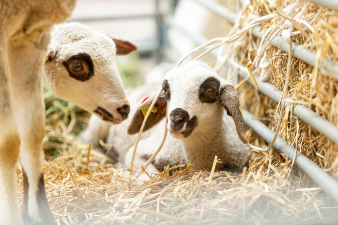 agrischa 2025 Schafe auf dem Arcas (©Thomas Hablützel) agrischa 2025 Schafe auf dem Arcas