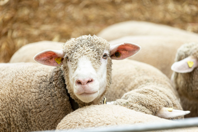 agrischa 2025 Schafe auf dem Arcas 