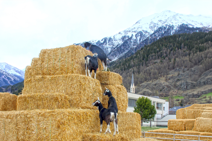 Gitziklettern agrischa Zernez