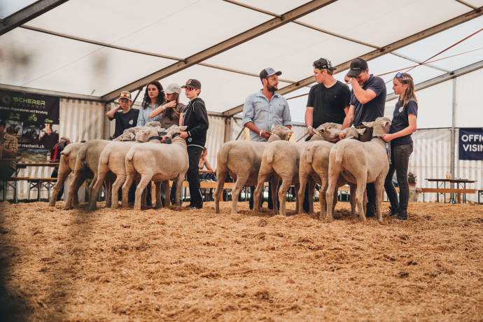 agrischa 2026 Betriebscup Schafe