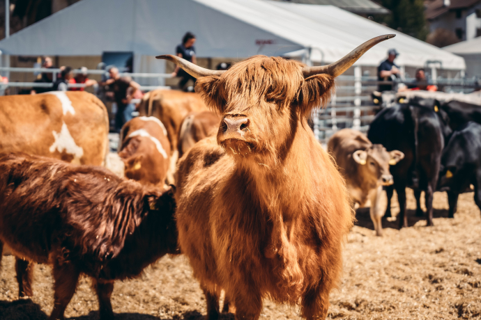 agrischa 2026 Mutterkühe im Ring