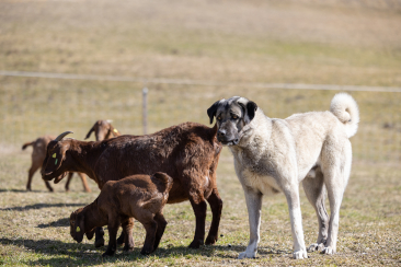 Kangal Herdenschutzhund vom Biohof Dieni Sisum, Tersnaus