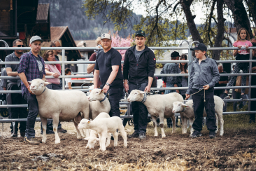 Präsentation Weisses Alpenschaf