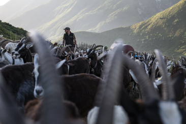 Ziegen auf der Alp