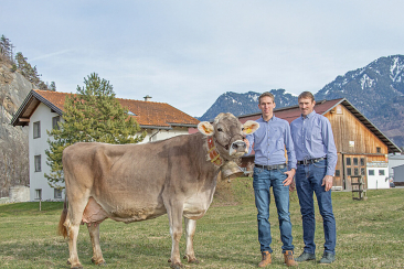 Kuh Hortensia vom Betrieb Walser Haldenstein